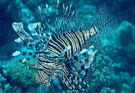 Pesce scorpione (Pterois volitans)