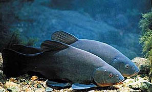 Tinca (Tinca Tinca)