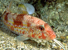 Triglia di fango (Mullus Barbatus)