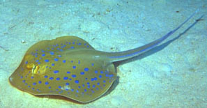 Trigone a macchie blu (Taeniura lymma)