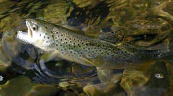 Trota fario (Salmo Trutta)