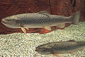 Trota fario (Salmo Trutta)