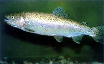 Trota iridea (Oncorhynchus Mykiss)