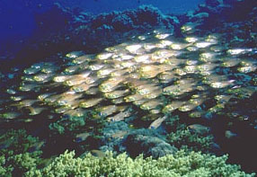 Pesce vetro (Pempheris vanicolensis)
