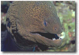 Murena gigante (Gymnothorax javanicus)