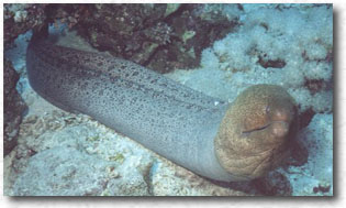 Murena gigante (Gymnothorax javanicus)