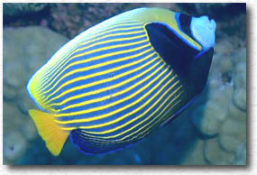 Pesce angelo imperatore (Pomacantus imperator)