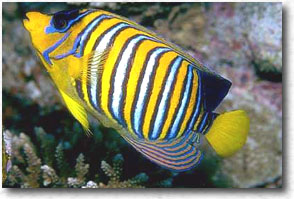 Pesce angelo reale (Pygoplites diacanthus)