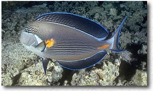 Pesce chirurgo sohal (Acanthurus sohal)