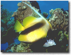 Pesce farfalla bandiera (Heniochus intermedius)