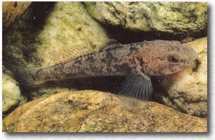 Ghiozzo (Gobius iozo)