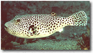 Pesce palla stellato (Arothron stellatus)
