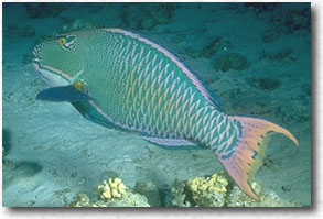 Pesce Pappagallo Bicolore (Cetoscarus bicolor)