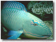Pesce Pappagallo Bicolore (Cetoscarus bicolor)