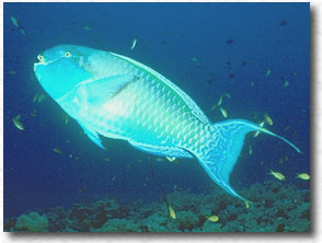 Pesce pappagallo camuso (Scarus gibbus)