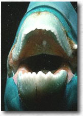 Pesce pappagallo camuso (Scarus gibbus)