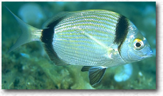 Sarago fasciato (Diplodus Vulgaris)