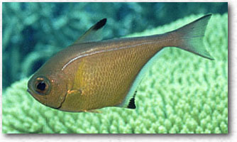 Pesce vetro (Pempheris vanicolensis)