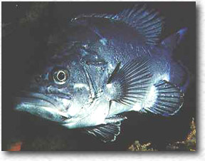 Cernia di fondale (Polyprion Americanus)